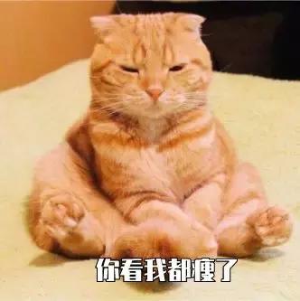 猫咪突然不爱吃猫粮了是怎么回事,猫咪突然不爱吃东西是什么原因