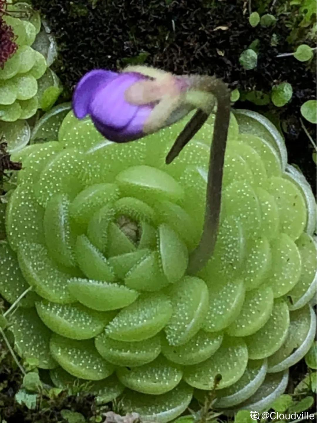 适合家里盆栽的不宜生虫的花,家里养的花有虫子和红蜘蛛小妙招