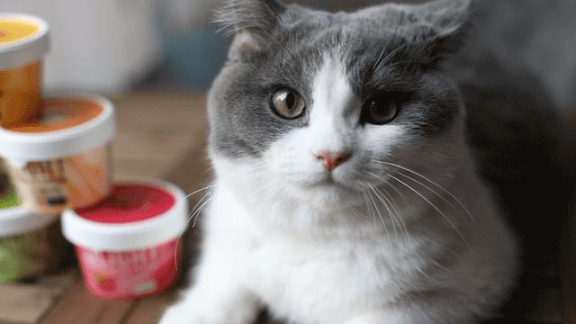 万豪酒店自助餐冰淇淋,七星级酒店冰淇淋