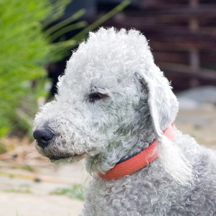 世界上最昂贵的10只狗,世界上十大最名贵的犬种附图