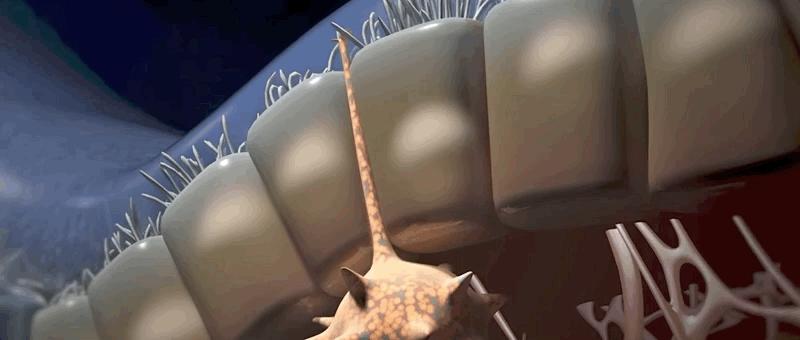 哮喘过敏症的症状,呼吸道过敏哮喘症状