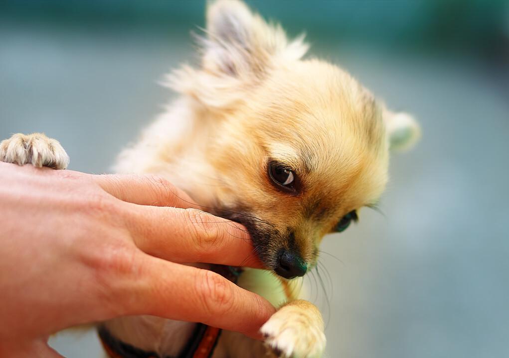 新手养狗怎样训练狗狗上厕所,幼犬如何训练狗狗定点大小便
