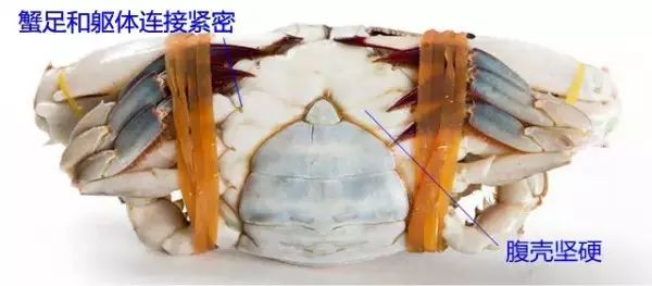 连云港连海海鲜推荐,开海海鲜连云港