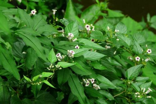 讲解中医食药知识的视频,食药知识宣讲