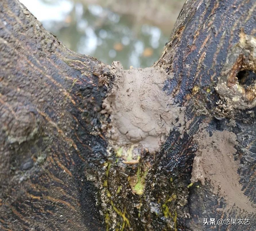 柑橘天牛危害案例,氯氰敌百虫治柑橘树干上天牛