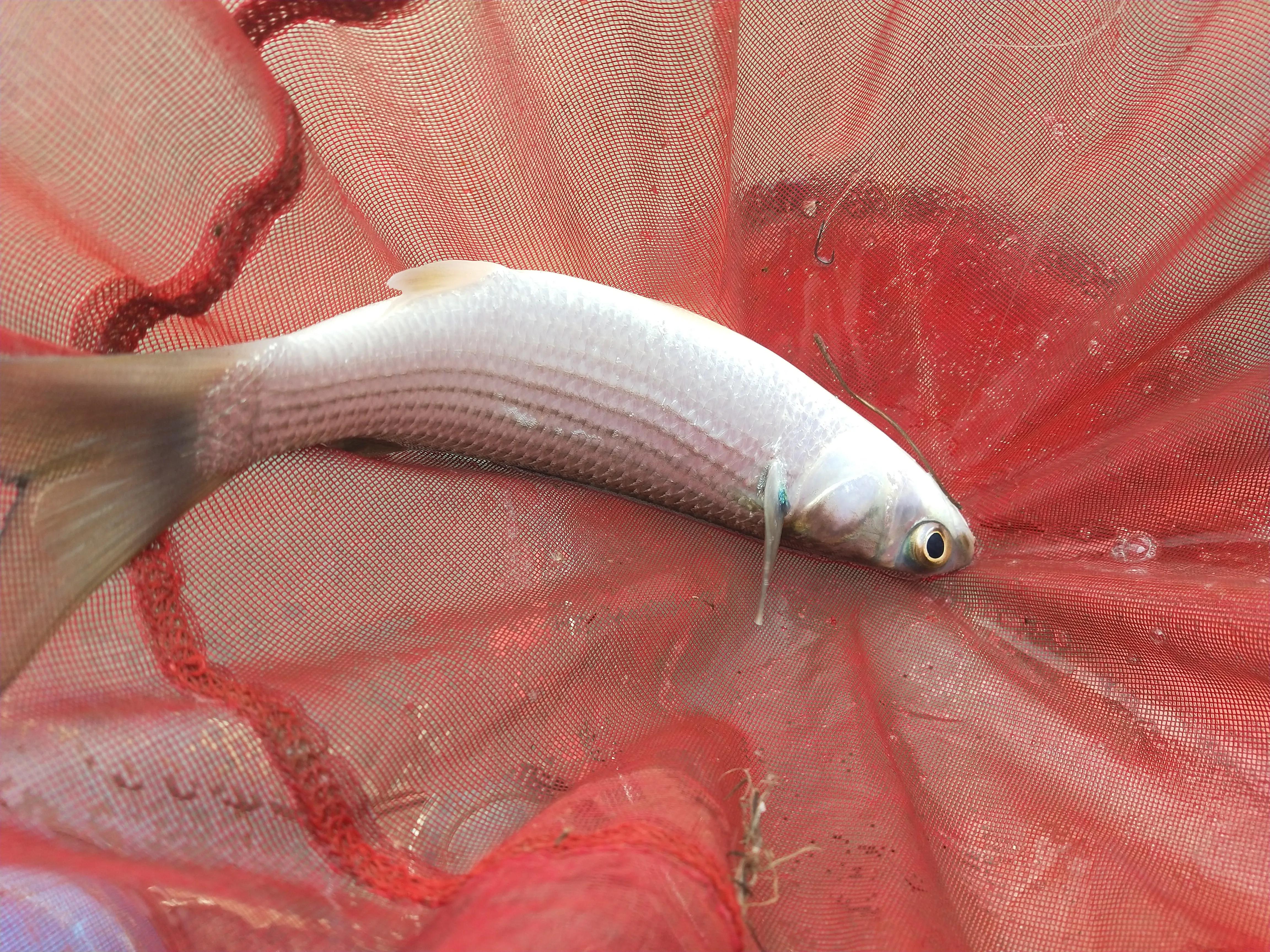 自制冷冻饵实战效果,罗非自制冻饵用什么收水