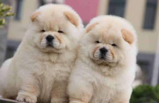 小型松狮犬幼犬怎么喂养,喂养松狮犬必知的五大营养需求