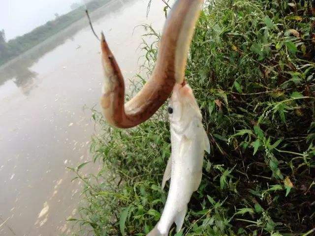 一年四季野战蓝鲫单开,蓝鲫一年四季都可以用吗