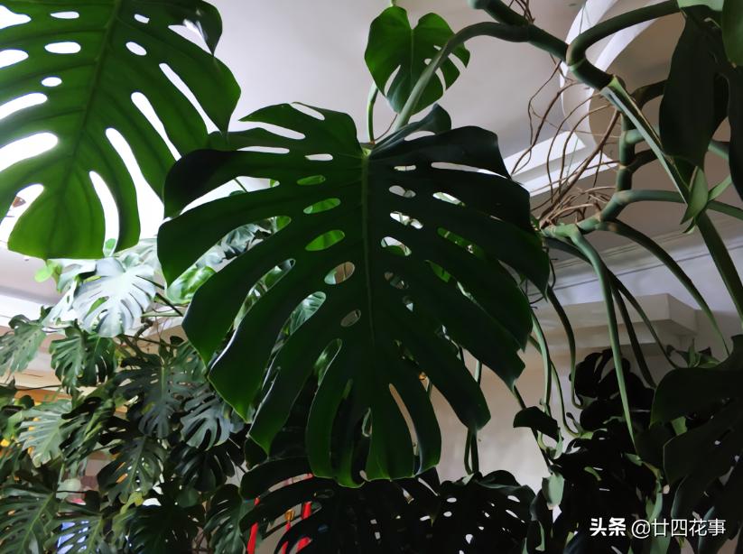 怎样让龟背竹叶子又大又肥,龟背竹怎么补充营养