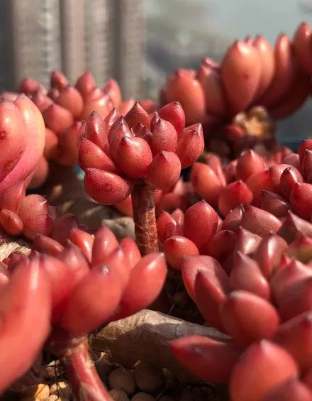 又萌又美丽好养的多肉,哪些多肉是小可爱种的