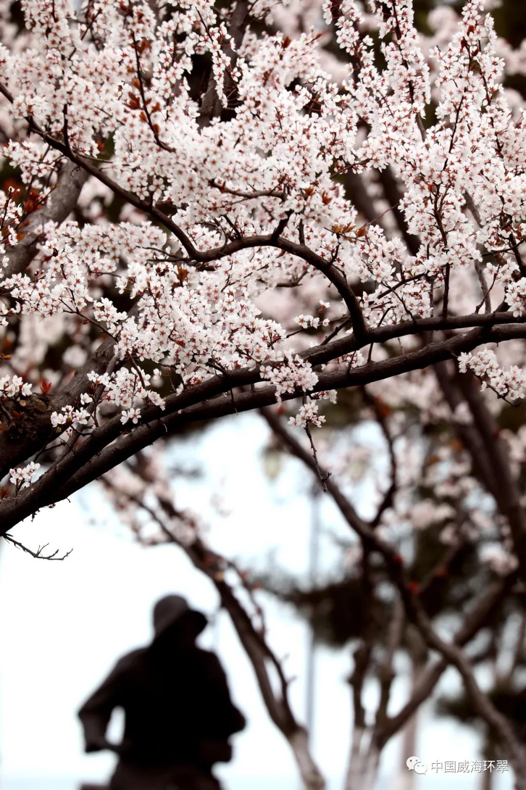 走进春天的环翠公园,环翠景色