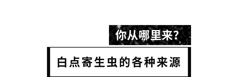 海缸白点怎么彻底消除,该怎么拯救大海