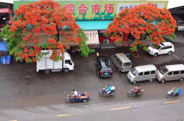 毕业季的凤凰花和栀子花,毕业季凤凰花开的时候