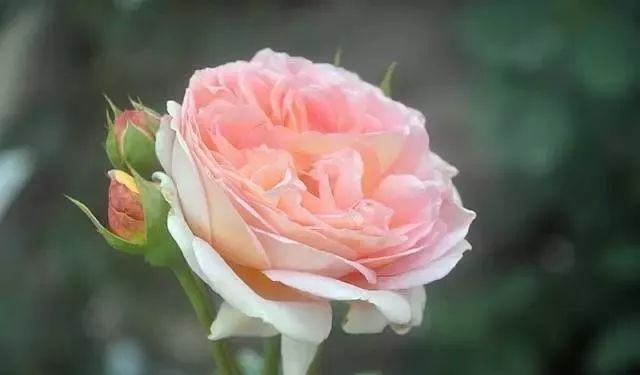 一万年一次的2020520；一起认识100种玫瑰~别送错啊