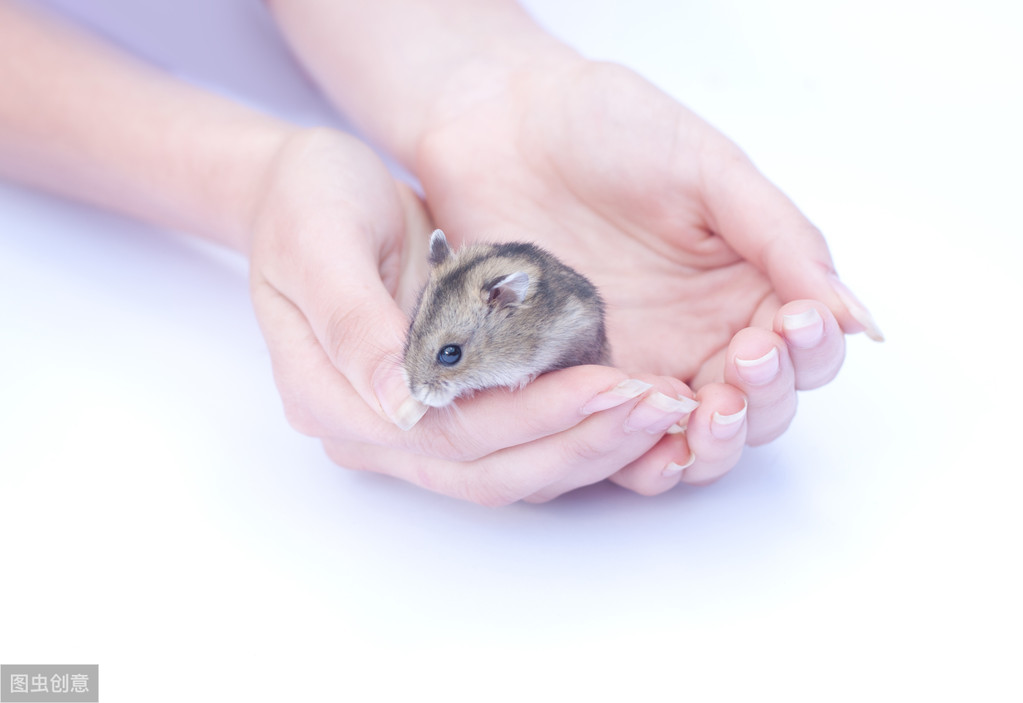 口袋宠物图鉴,口袋宠物中文版