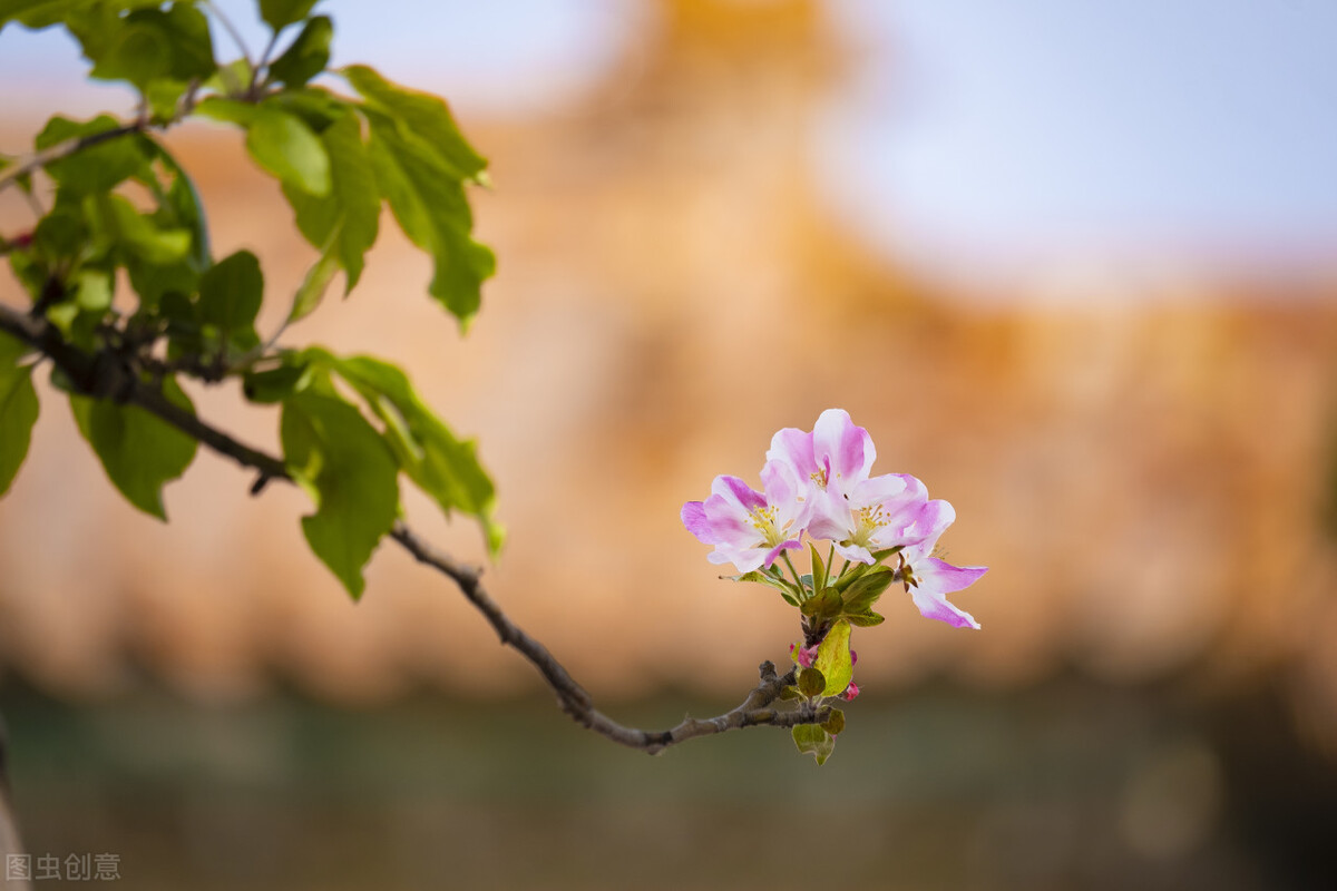 指间月色——《故宫如梦》阅读随笔
