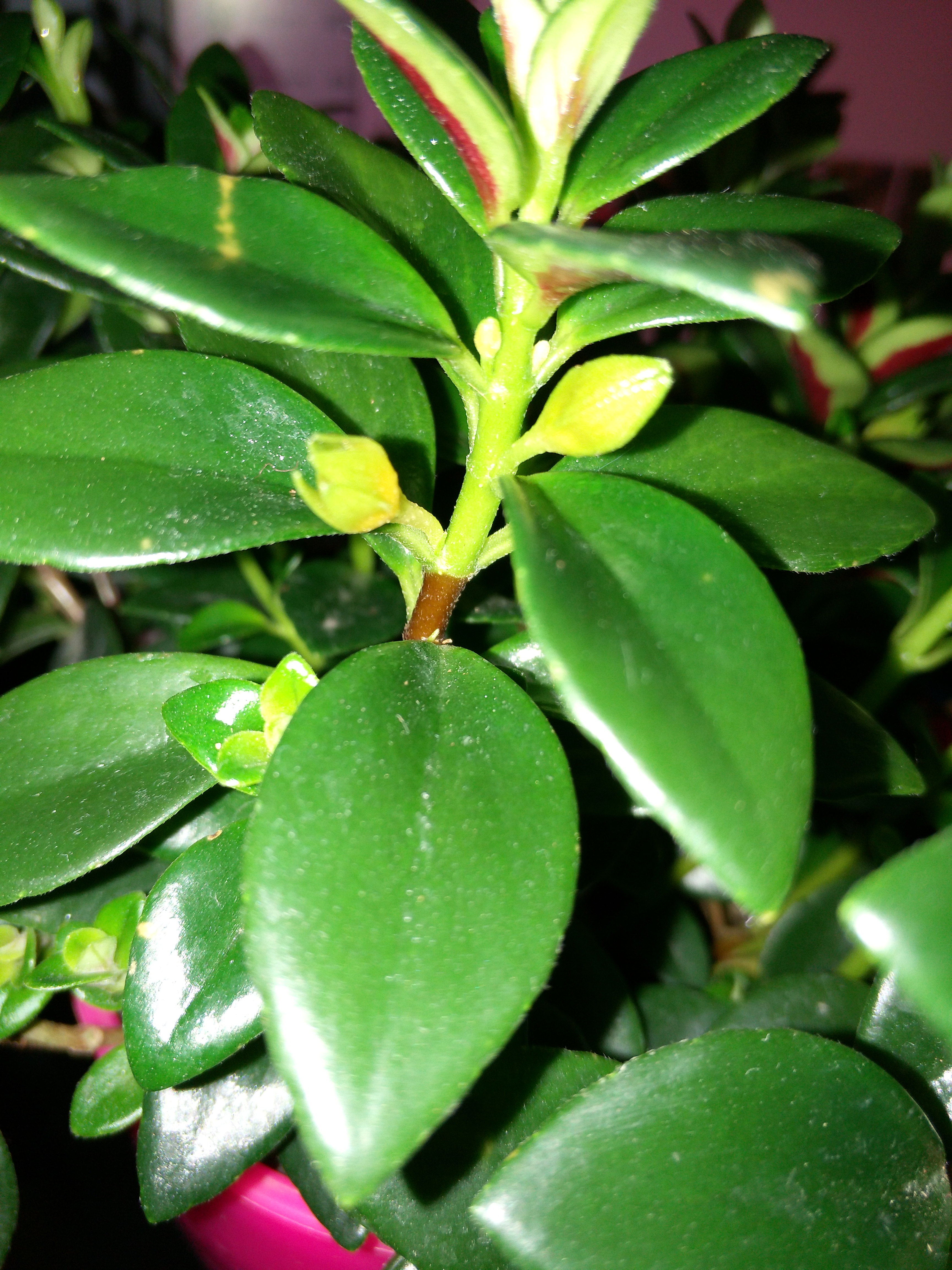 金鱼吊兰立冬怎样剪枝冬天能开花,金鱼吊兰什么时候开花不能移植