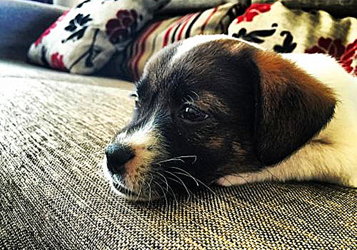 狗狗出现孕吐症状，应立刻带去检查，主人切勿忽视假孕的危害