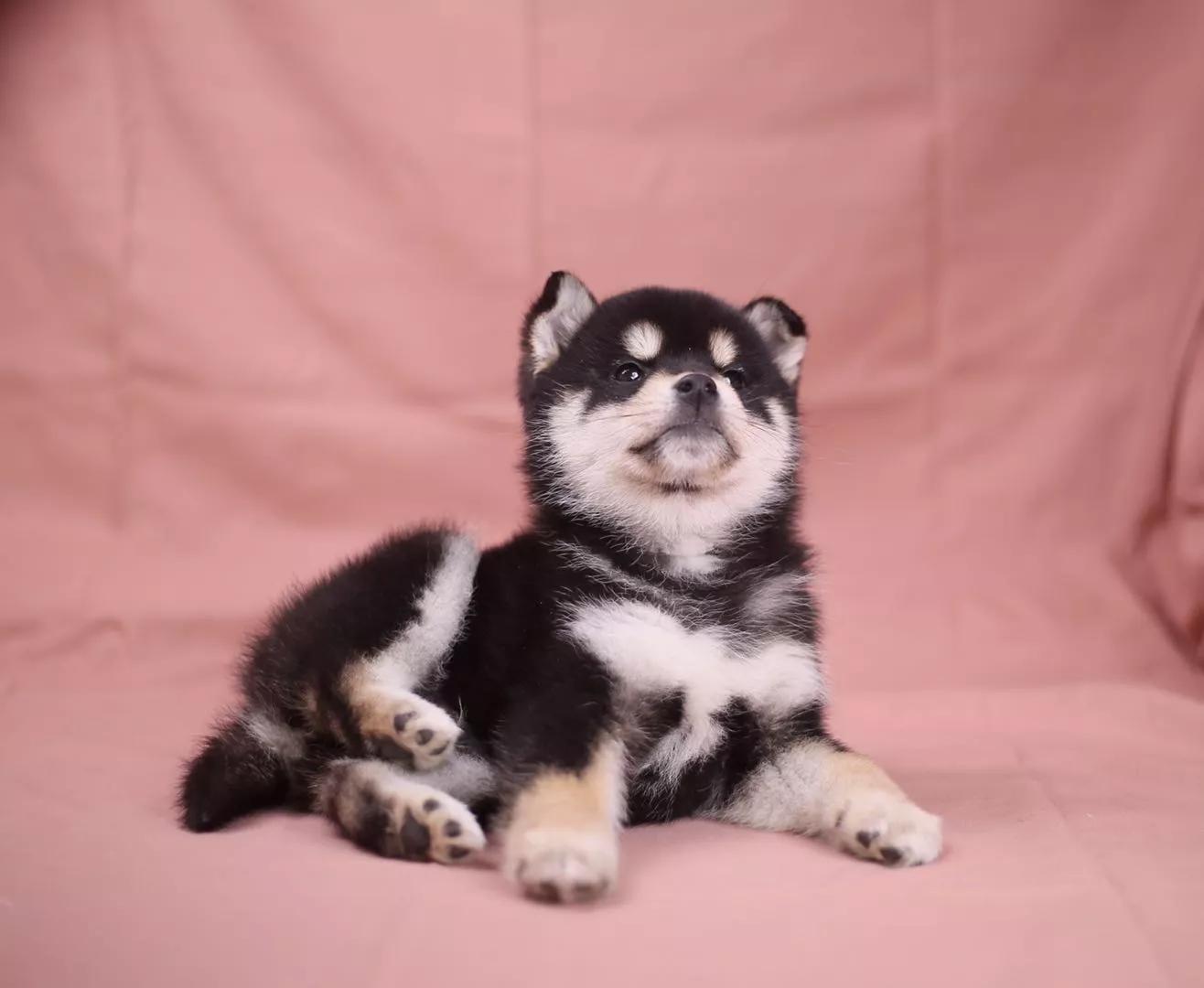 如何选择一只纯种的柴犬,如何选择一只正宗的柴犬