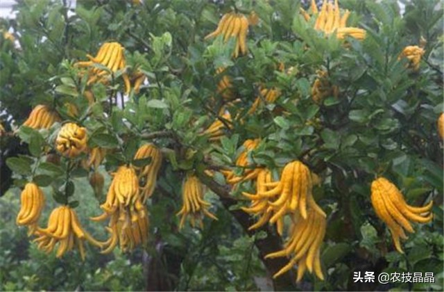 金华佛手的种植技术,佛手种植技术有哪些