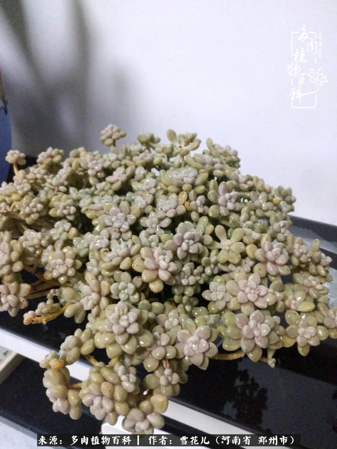 我的多肉乐园,多肉三寸阳台效果图