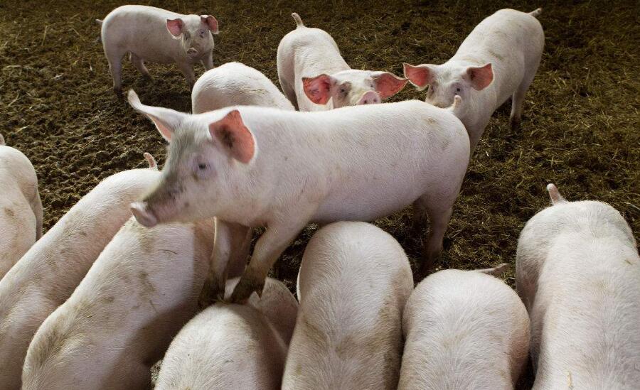 得了猪瘟的猪深埋处理,养殖的猪怎么处理好