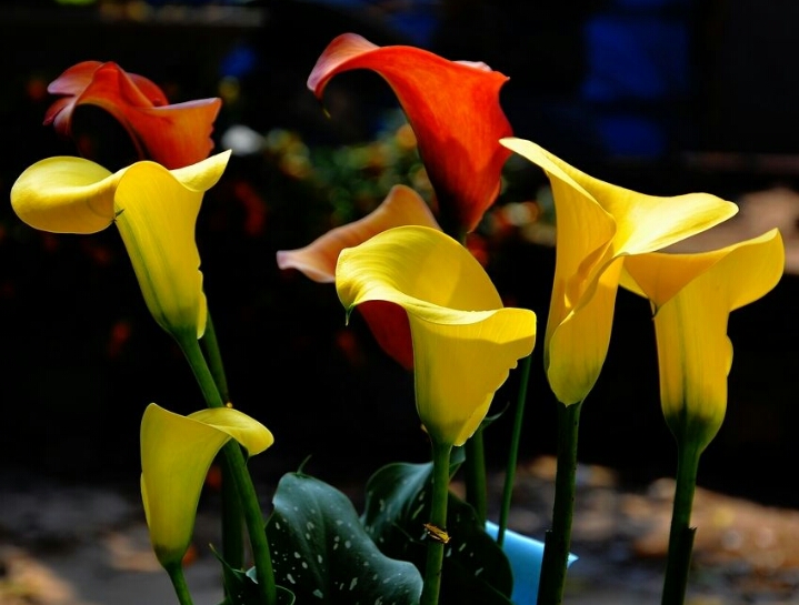 彩色马蹄莲怎么养爱开花图片,彩色马蹄莲夏季的养殖方法