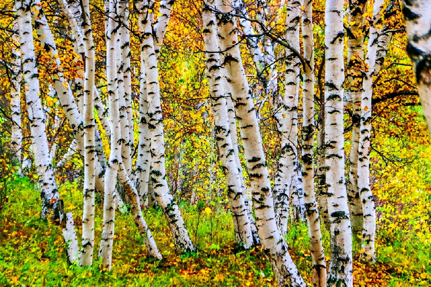 秋季最美的白桦林风景,坝上草原白桦林秋色图片