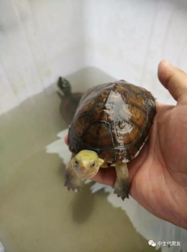 怎样的环境能让龟不会腐甲,如何用最便宜的龟养出华丽的感觉