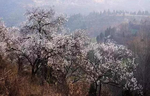 杏是一种什么水果,杏是热带水果么