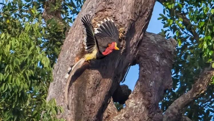 头骨最值钱鸟,头骨很珍贵的鸟