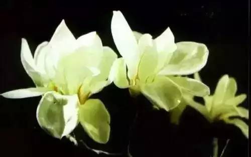 全国56个城市市花一览,56个市的市花