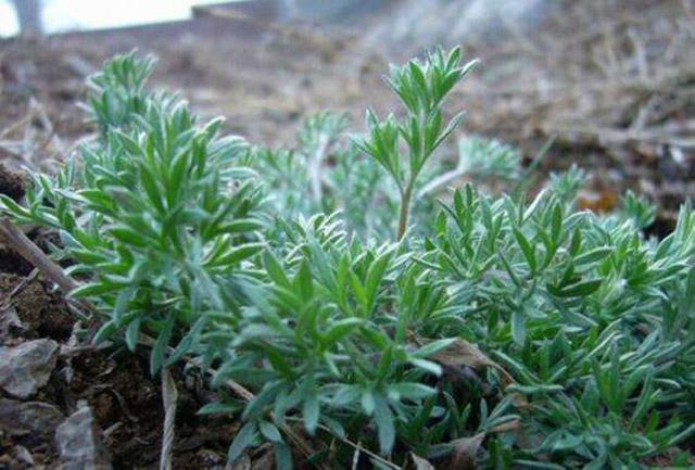 传统老式理发和现代理发区别,美发流行历史