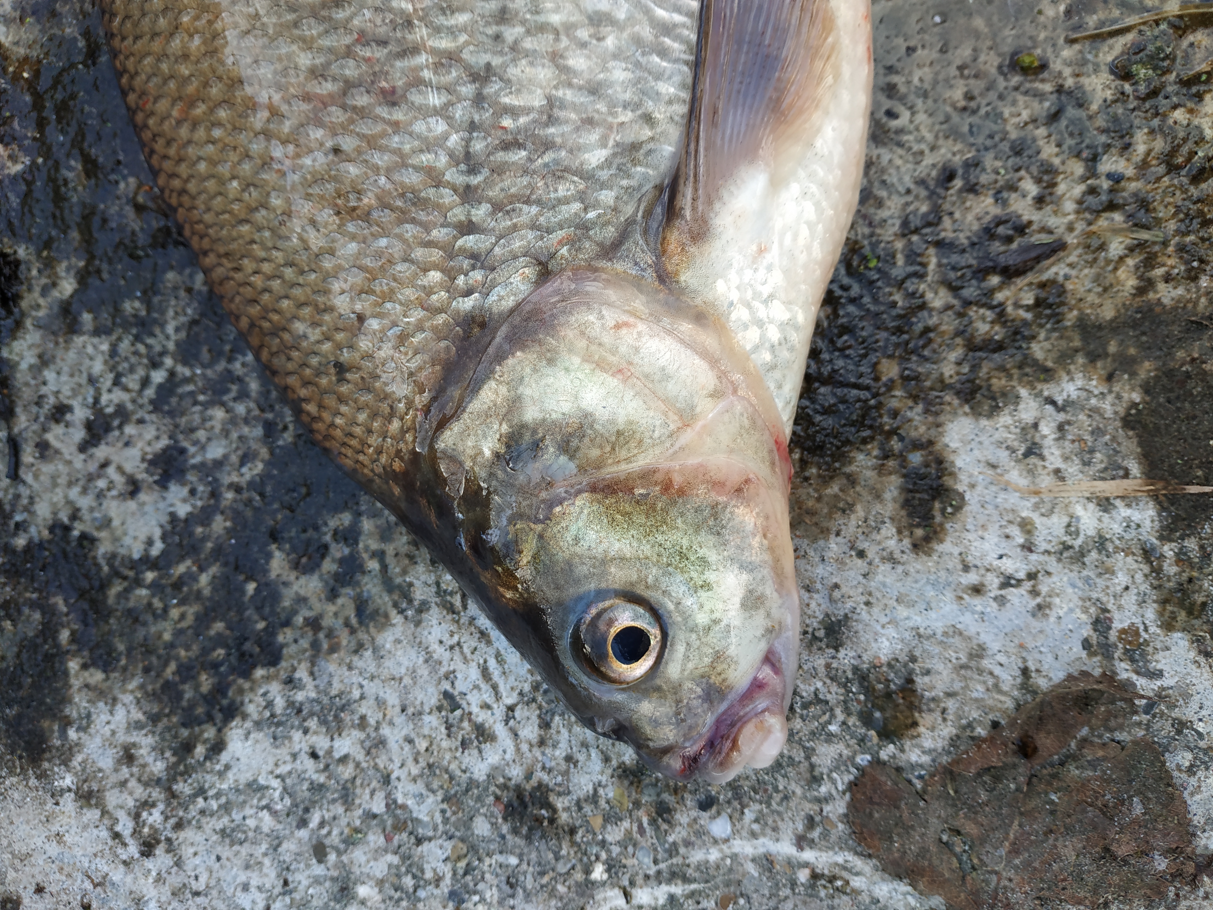 欧洲钓欧鳊,欧鳊的钓法