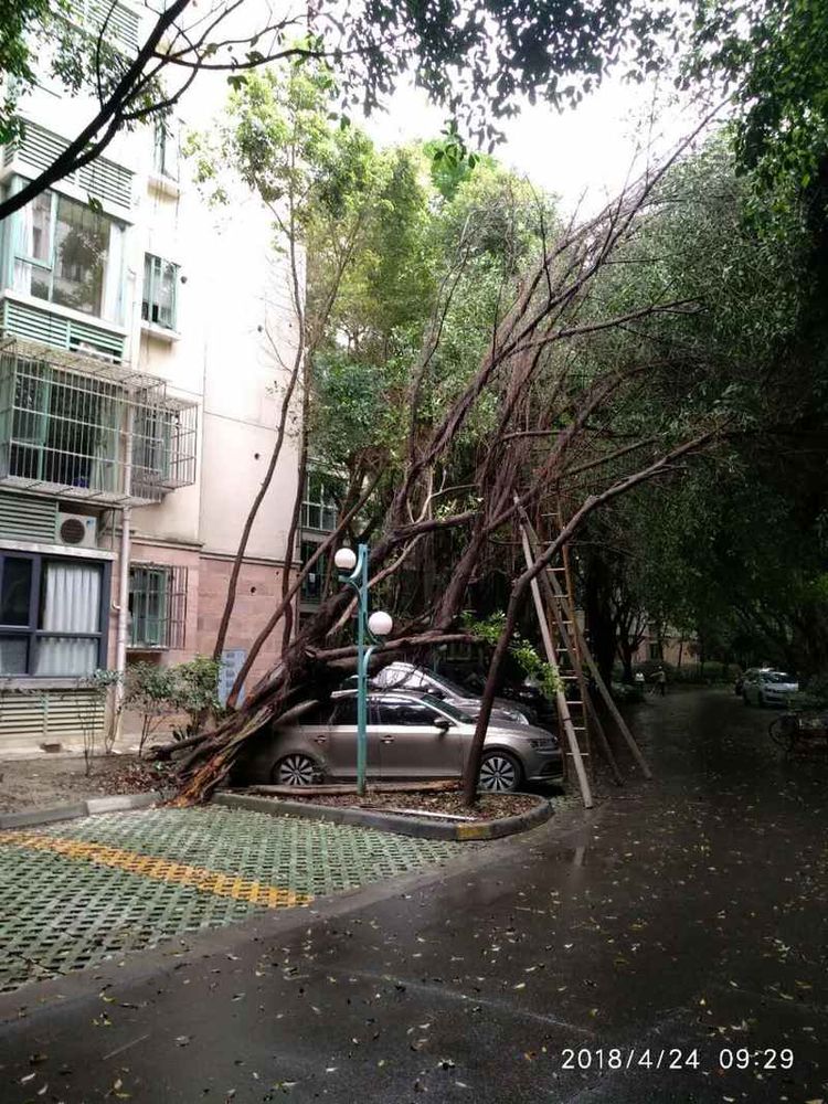 成都网友投诉怡丰新城小区榕树成灾危及行人，高新管委会回应