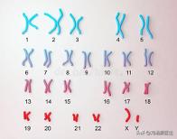 「免疫相关不良妊娠答疑解惑49」——遗传因素检查