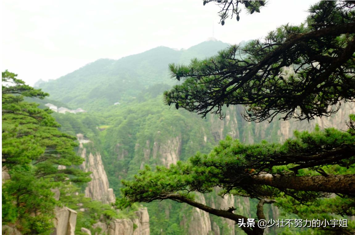 桃李不言下自成蹊感谢恩师的话,感谢师恩的经典诗词桃李满天下