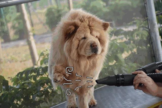 最好的宠物乐园在哪儿,19.9元宠物乐园