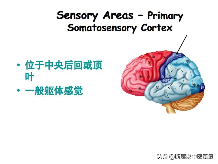 中枢神经系统断层解剖讲解,中枢神经3d解剖动画