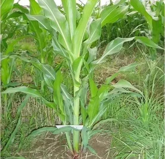 玉米杈子到底是掰好还是不掰好,玉米芽子掰了高产还是不掰高产