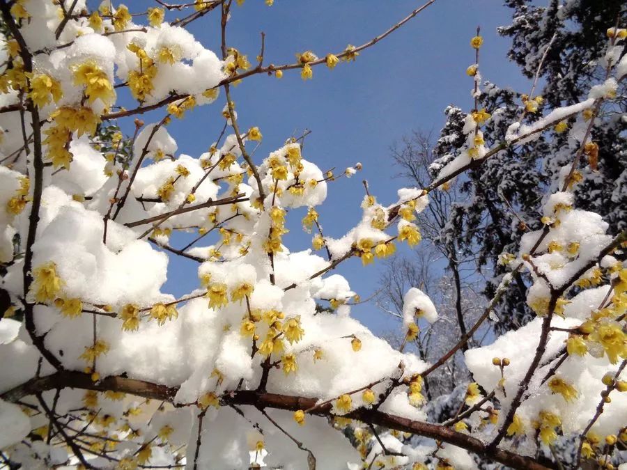 如何养腊梅,养好腊梅