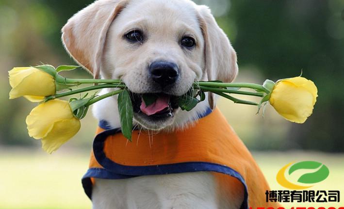 世界最聪明的狗狗排名,世界猛犬排名前十的狗狗品种