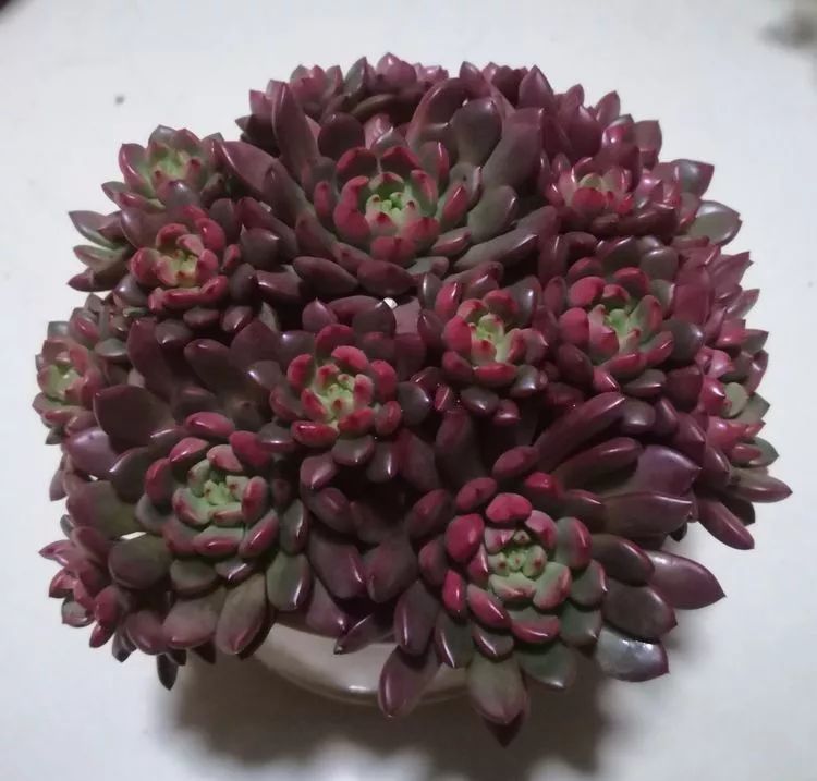 最美的20种多肉,15种最美的多肉