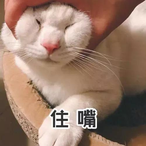 有没有办法让猫咪拉屎不臭,猫咪嘴臭是怎么回事