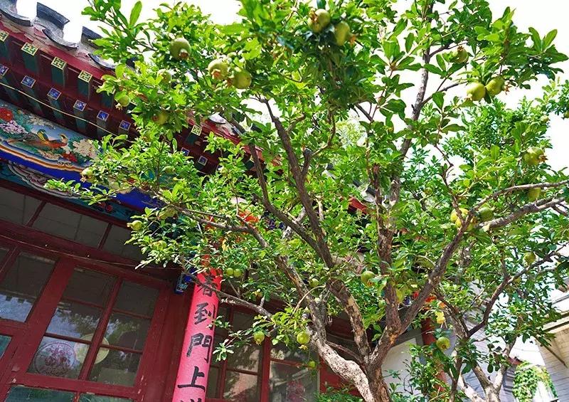 胡同里的日常生活,胡同里的北京生活