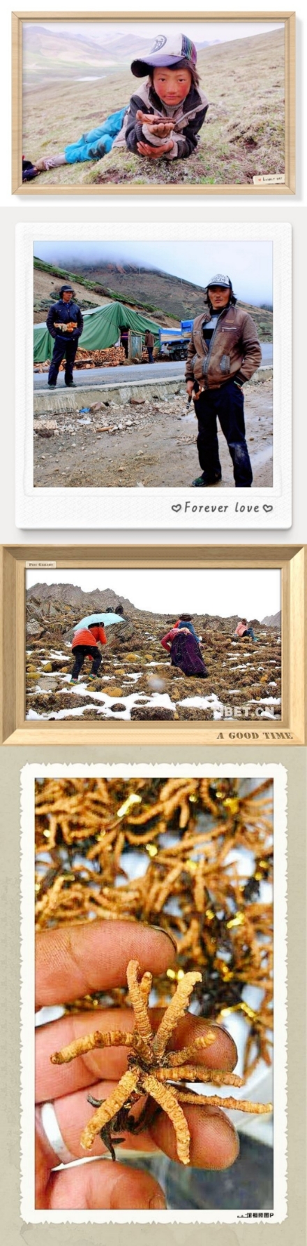 冬虫夏草滋补珍品,雪域之宝冬虫夏草