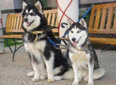 盘点那些奇形怪状的狗狗,十种狗狗比起来哪种狗狗最厉害呢