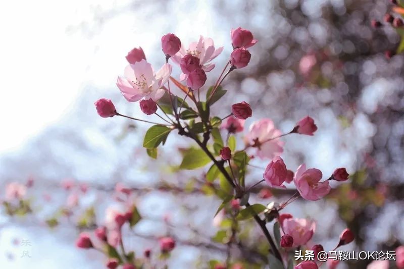 马鞍山滨江公园樱花开了吗,马鞍山雨山樱花