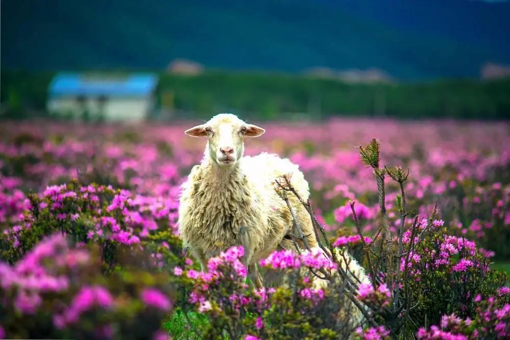 带你Get《司藤》同款神仙美景,春天的香格里拉这样玩