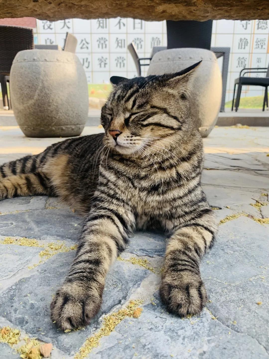 2019年掉缸事件,关于掉缸的事件